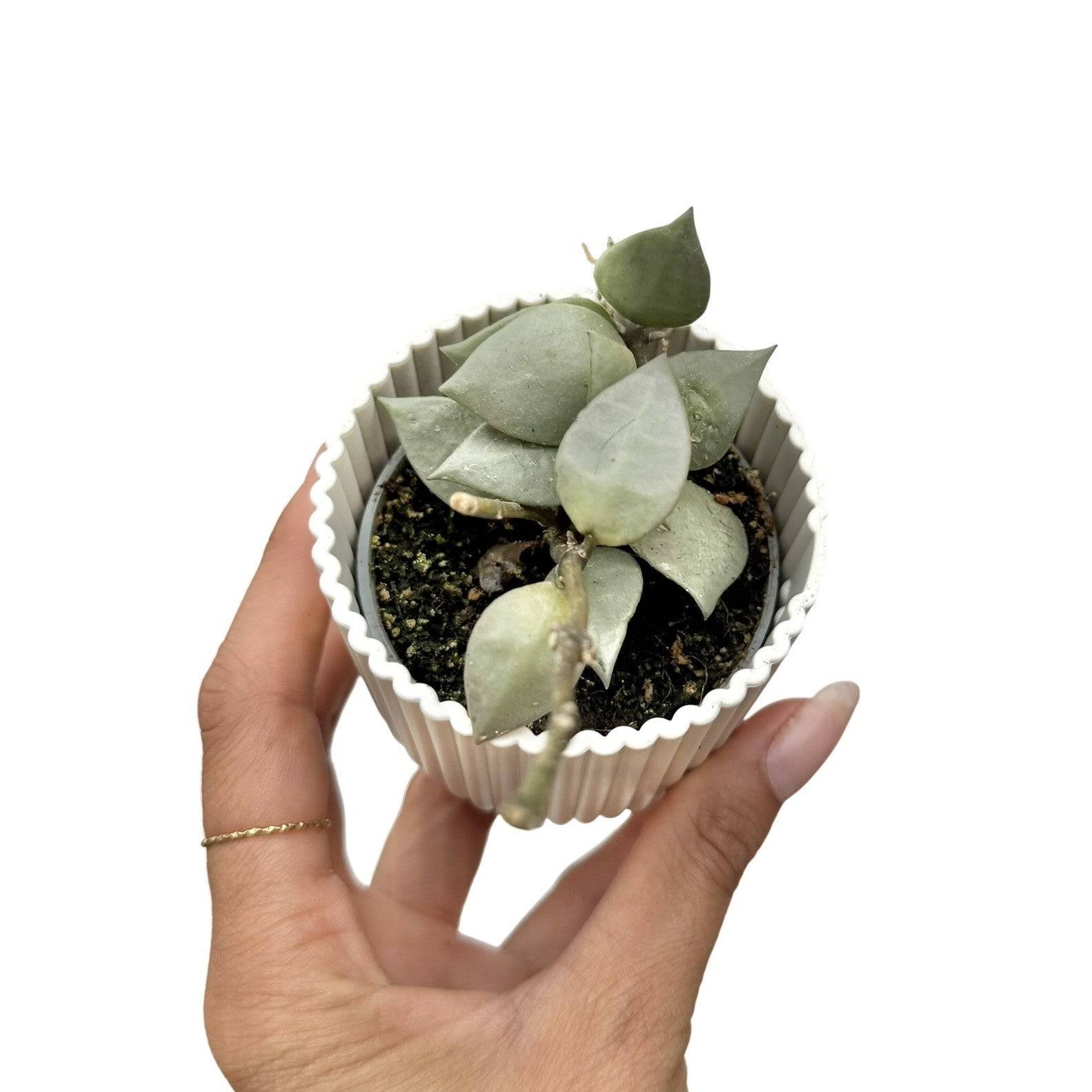 Hoya Silver eskimo - Pot de 6cm - Plantes d'intérieur - Image 5