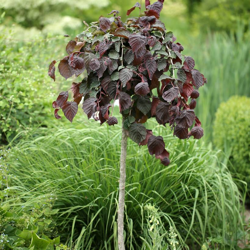 Promesse de Fleurs - Noisetier Purple Umbrella - Corylus avellana Pot de 12L/15L