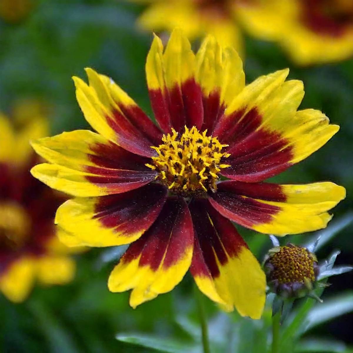 Promesse de Fleurs - Coreopsis grandiflora Golden Stardust Pot de 1,5L/2L