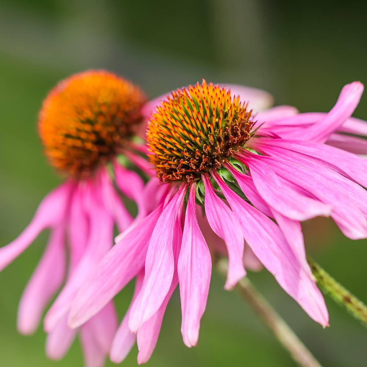 Graines d'Echinacea Feeling Pink - Rudbeckia pourpre le sachet de 20 graines environ