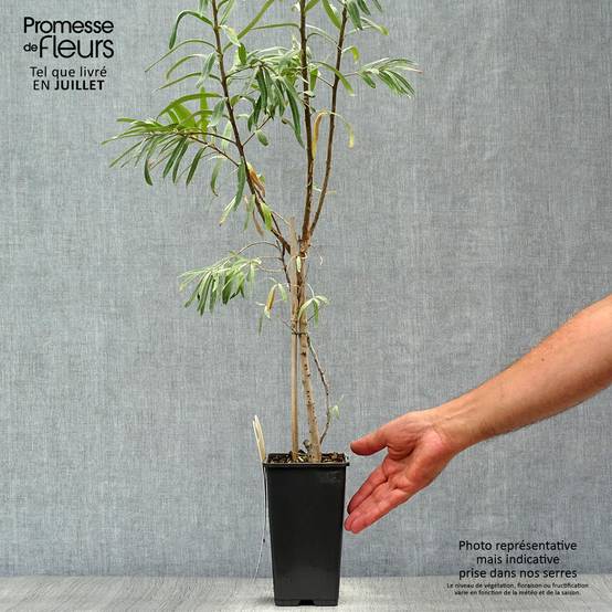 Promesse de Fleurs - Hippophae rhamnoides Leikora - Argousier femelle Pot de 1,5L/2L - Image 2