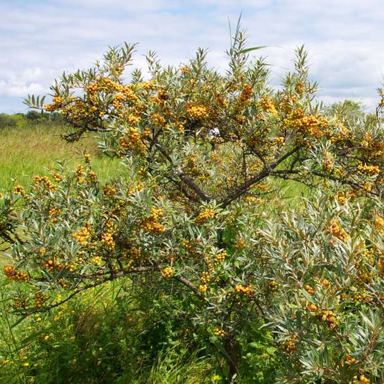 Promesse de Fleurs - Hippophae rhamnoides Leikora - Argousier femelle Pot de 1,5L/2L - Image 1