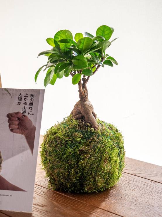 Kit Kokedama - Ficus- La Green Touch - Image 1
