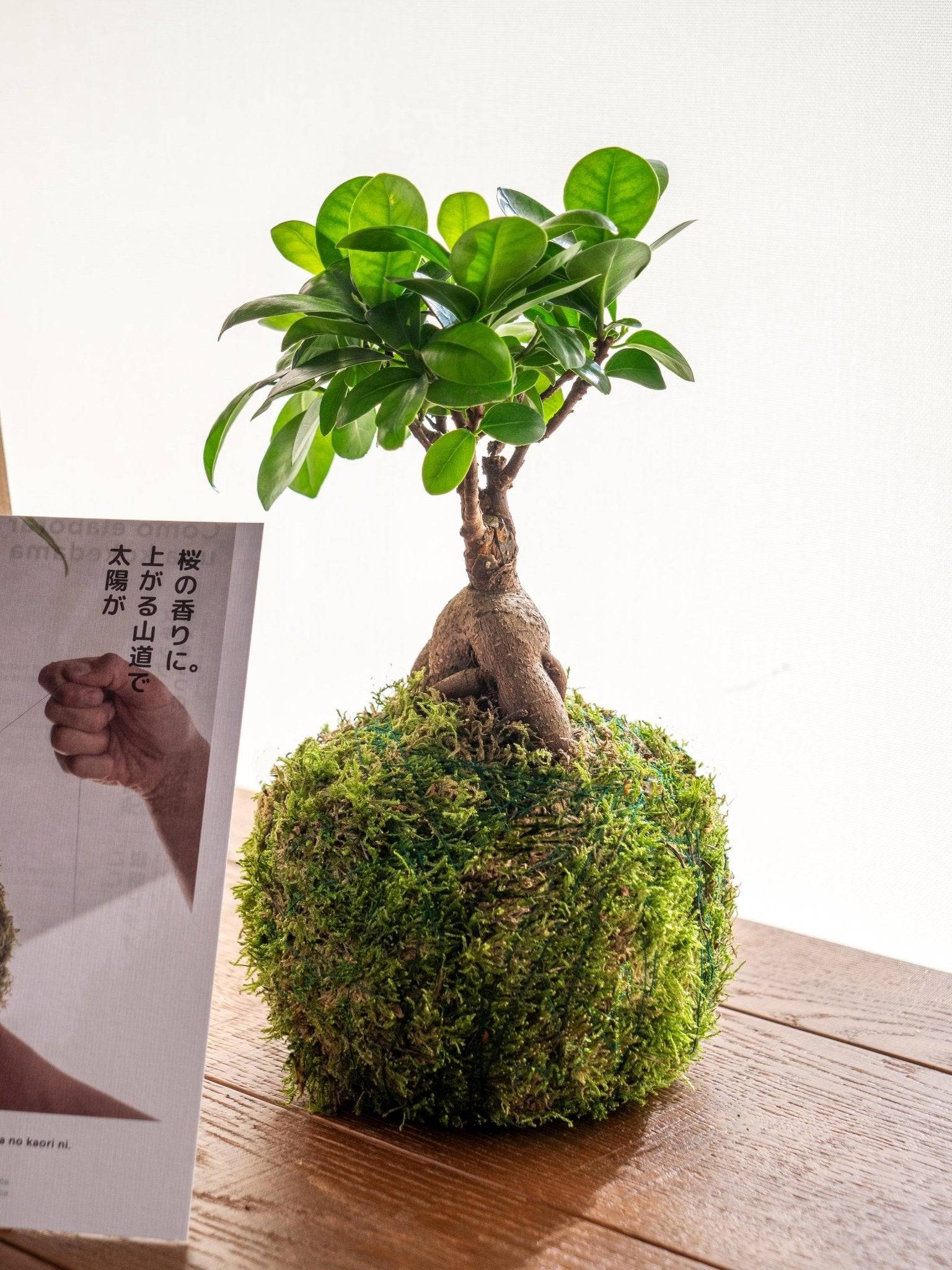 Kit Kokedama - Ficus- La Green Touch