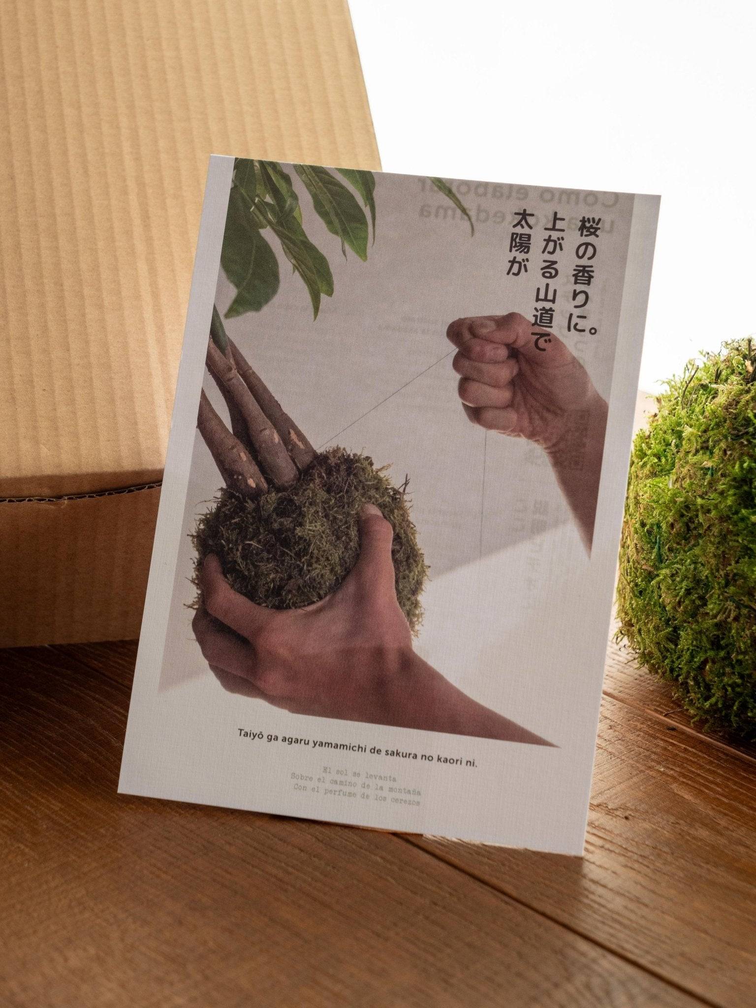 Kit Kokedama - Ficus- La Green Touch - Image 3