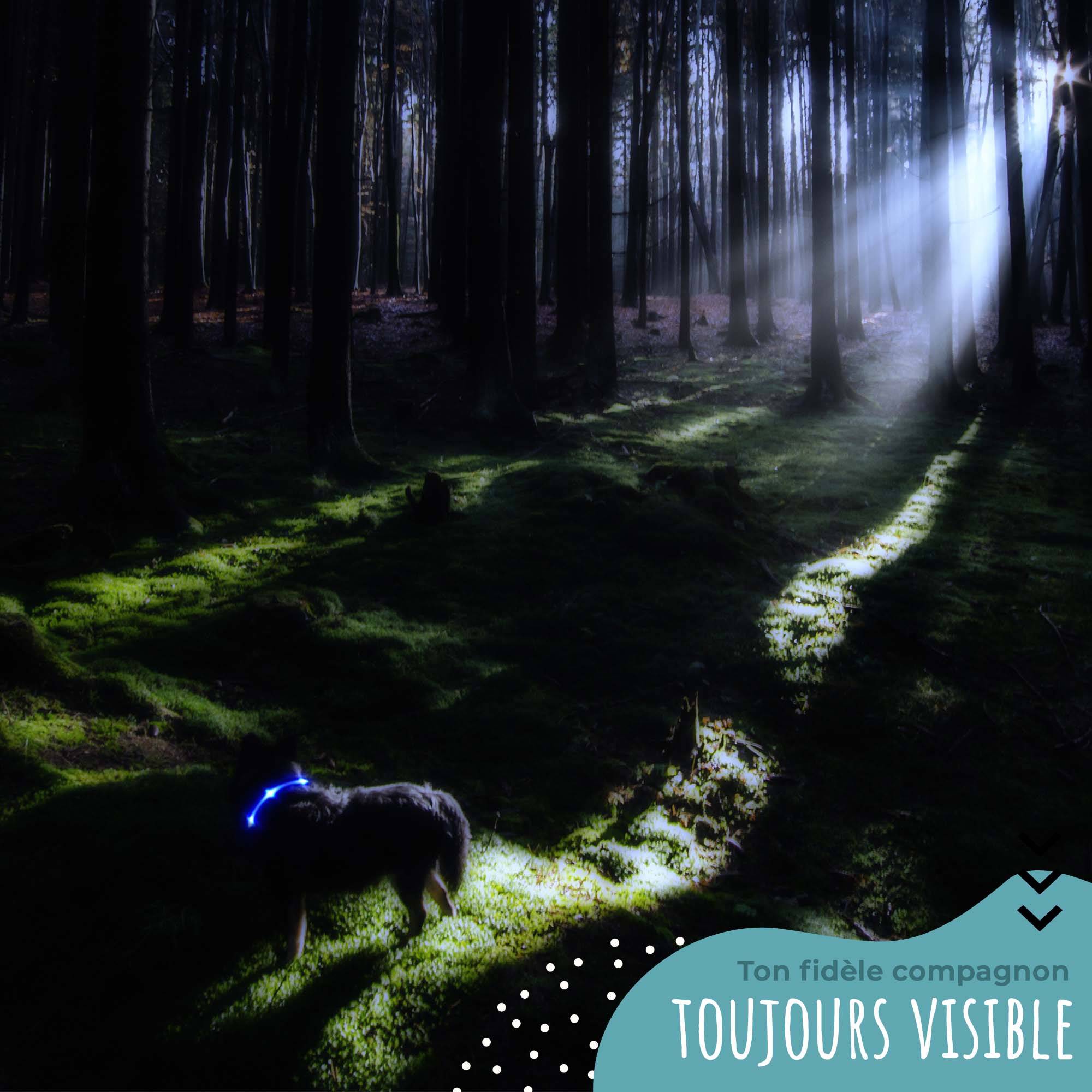 Bi International - Collier et Laisse Lumineux pour Chien - Rechargeable par USB - Haute Qualité, Stabilité & Sécurité (vert, XS) -  BI International - Imagen 5