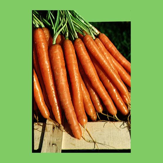 Carotte Nantaise améliorée - Daucus carota le sachet de 3600 graines environ (5g)