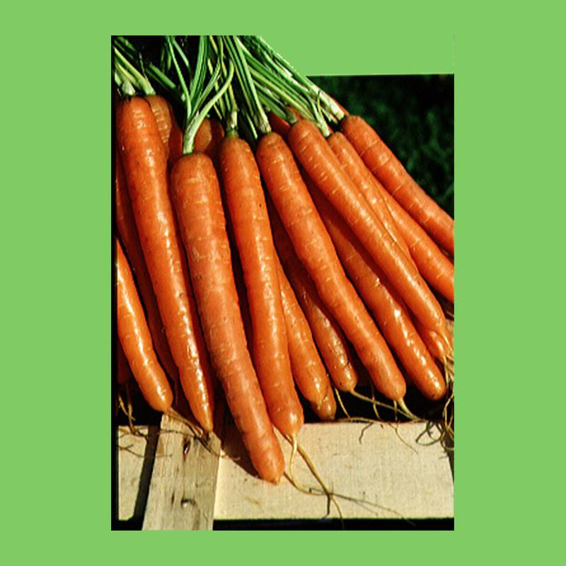 Carotte Nantaise améliorée - Daucus carota le sachet de 3600 graines environ (5g)