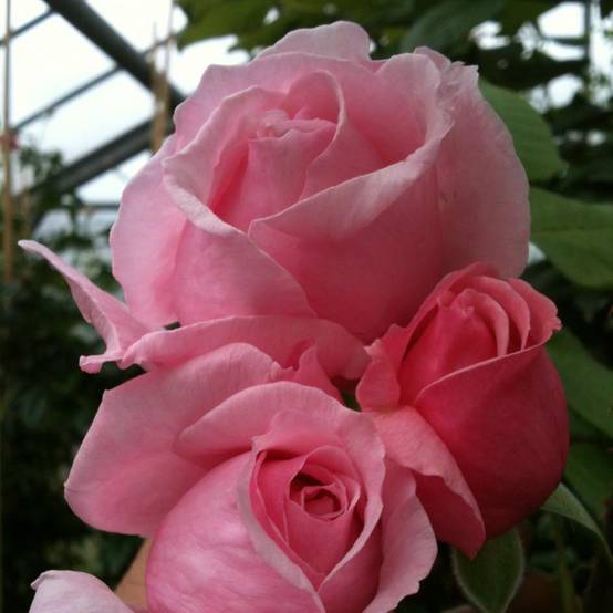 Rosier grimpant Climbing Max Kiss me Kate Pot de 4L/5L