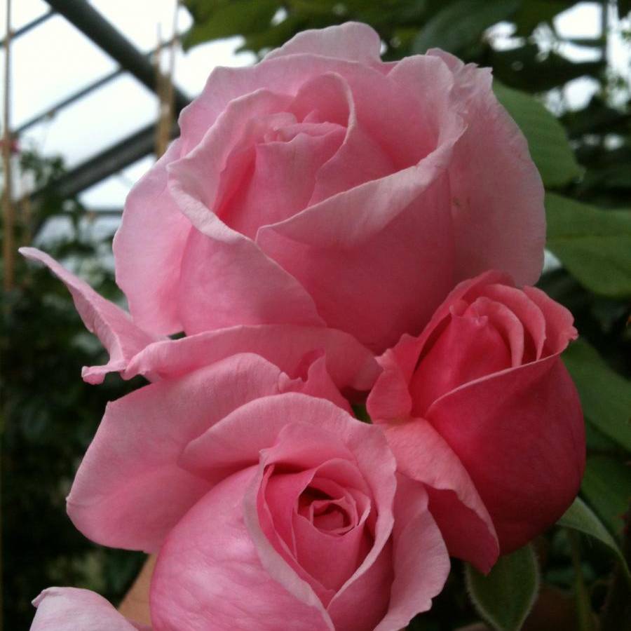 Rosier grimpant Climbing Max Kiss me Kate Pot de 4L/5L
