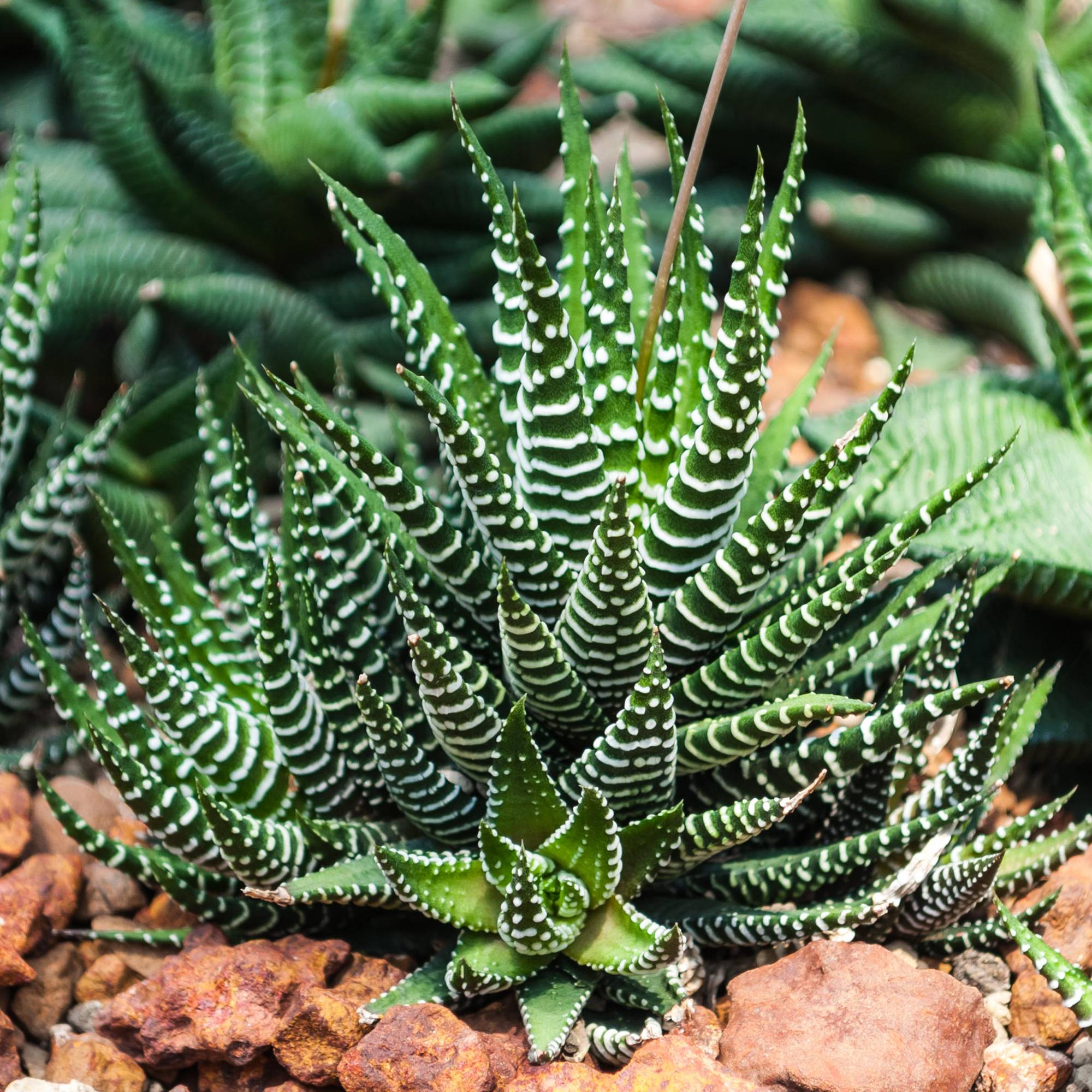 Gardenersdream - Haworthia Fasciata - Big Band | Succulentes Qualité Premium | En Pot 15-25 Cm - GardenersDream - Imagen 1