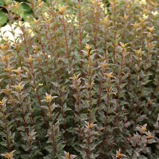 Physocarpus opulifolius Tiny Wine - Physocarpe à feuilles d'obier Pot de 3L/4L - Image 1