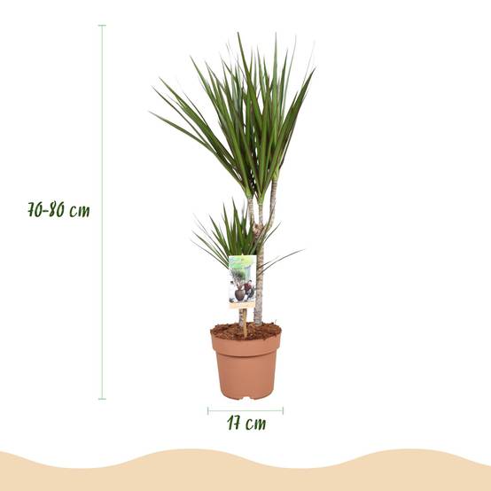 Dragonnier - Dracaena marginata - lot de 2 - Ø17cm - ↕80cm - Plantes d’intérieur - Image 3