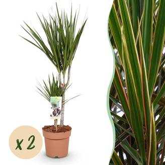 Dragonnier - Dracaena marginata - lot de 2 - Ø17cm - ↕80cm - Plantes d’intérieur
