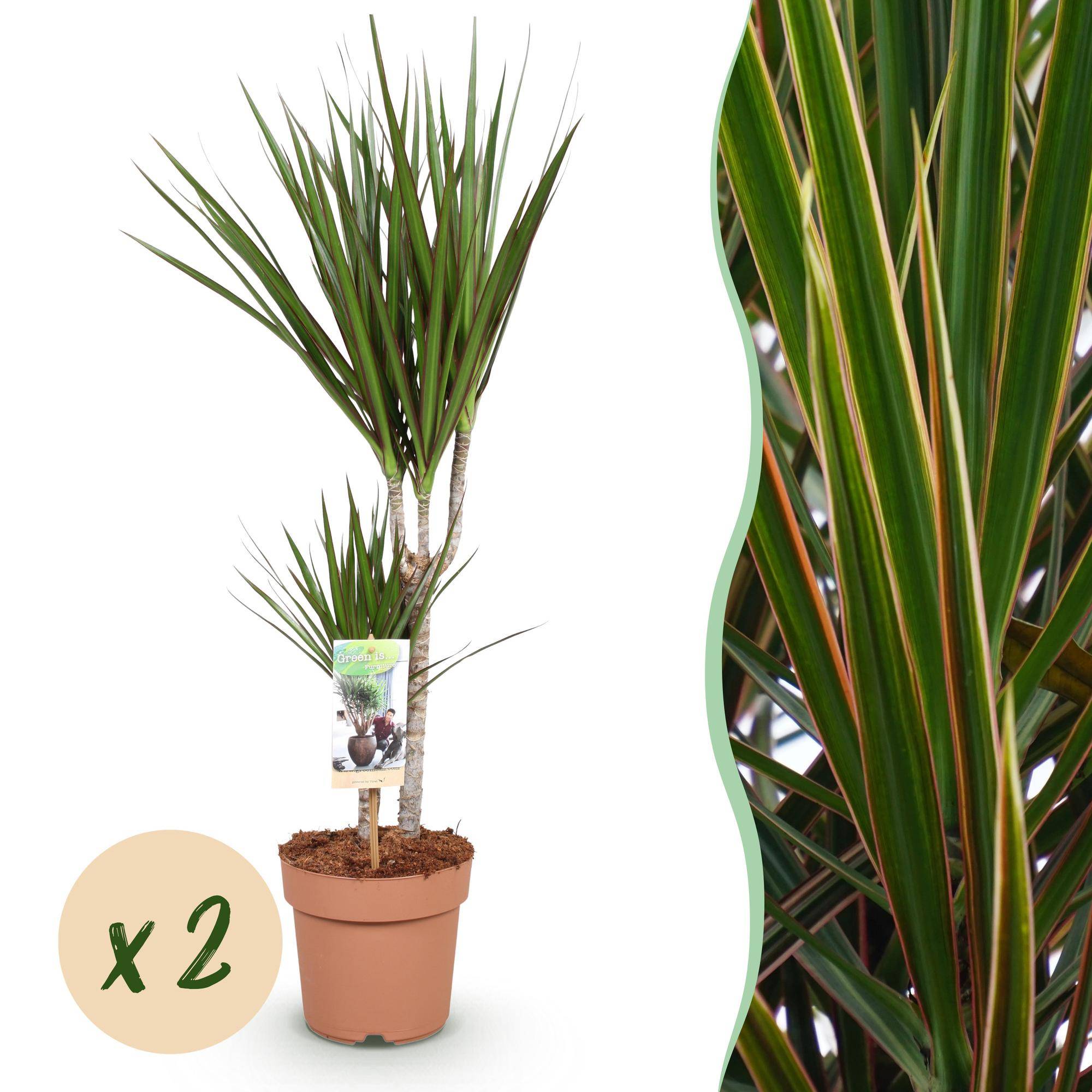 Dragonnier - Dracaena marginata - lot de 2 - Ø17cm - ↕80cm - Plantes d’intérieur