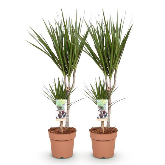 Dragonnier - Dracaena marginata - lot de 2 - Ø17cm - ↕80cm - Plantes d’intérieur - Image 2