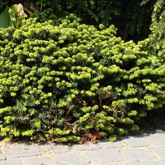Abies balsamea Nana - Sapin baumier nain Pot de 4L/5L