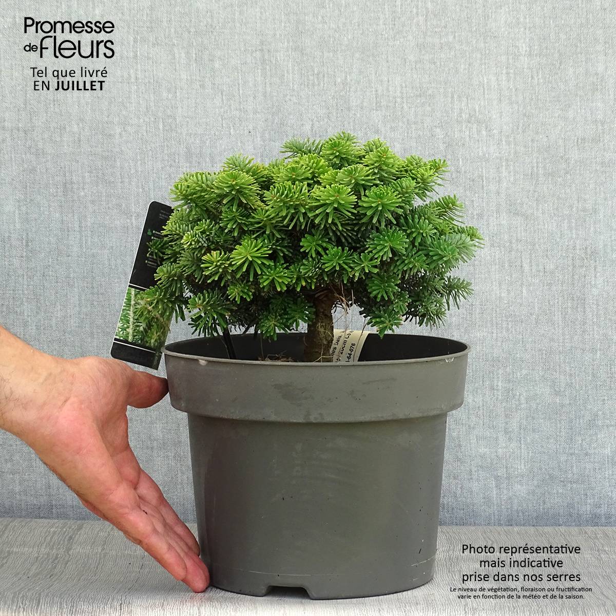 Abies balsamea Nana - Sapin baumier nain Pot de 4L/5L - Image 2
