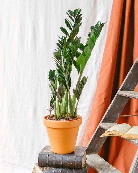 Zamioculcas Zamiifolia 60cm - Plante d'intérieur- La Green Touch - Image 2