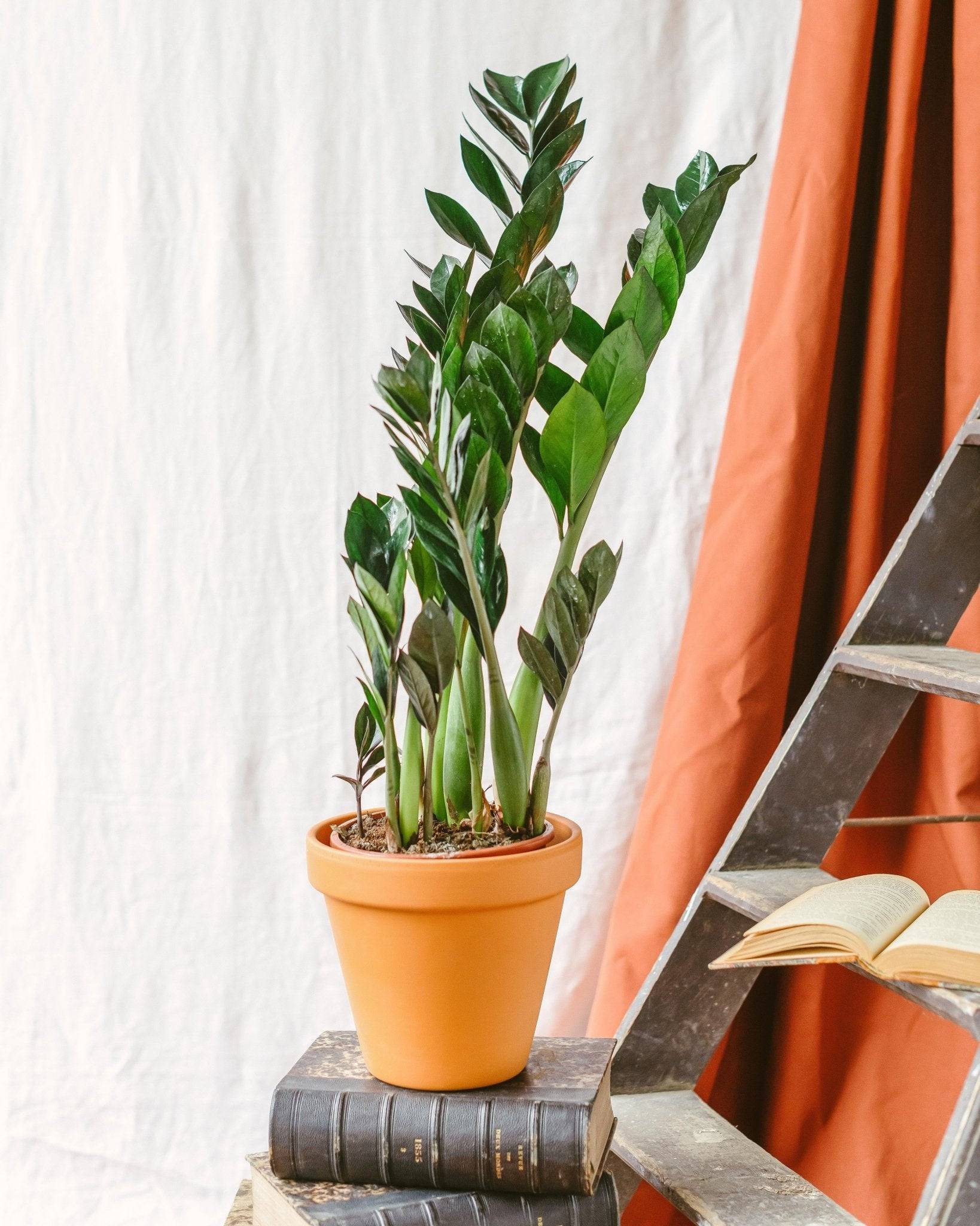 Zamioculcas Zamiifolia 60cm - Plante d'intérieur- La Green Touch - Image 2