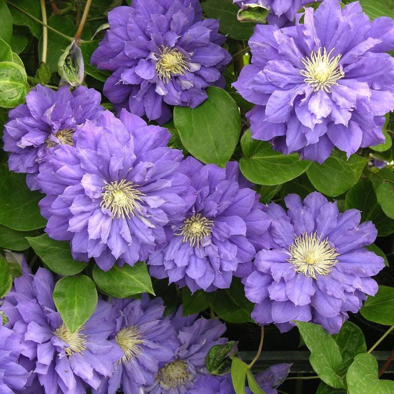 Clématite Franziska Marie™ 'Evipo008' à fleurs Violette - feuillage Caduc - Pot de 3L - Echelle bambou 60/120 cm-  hauteur à maturité De 2,00 m à 2,50 - Imagen 1