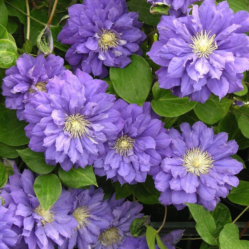 Clématite Franziska Marie™ 'Evipo008' à fleurs Violette - feuillage Caduc - Pot de 3L - Echelle bambou 60/120 cm- hauteur à maturité De 2,00 m à 2,50 - Image 5