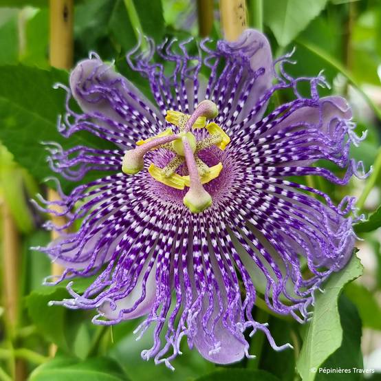 Promesse de Fleurs - Passiflore Fata Confetto - Passiflora x incarnata Pot de 1,5L/2L