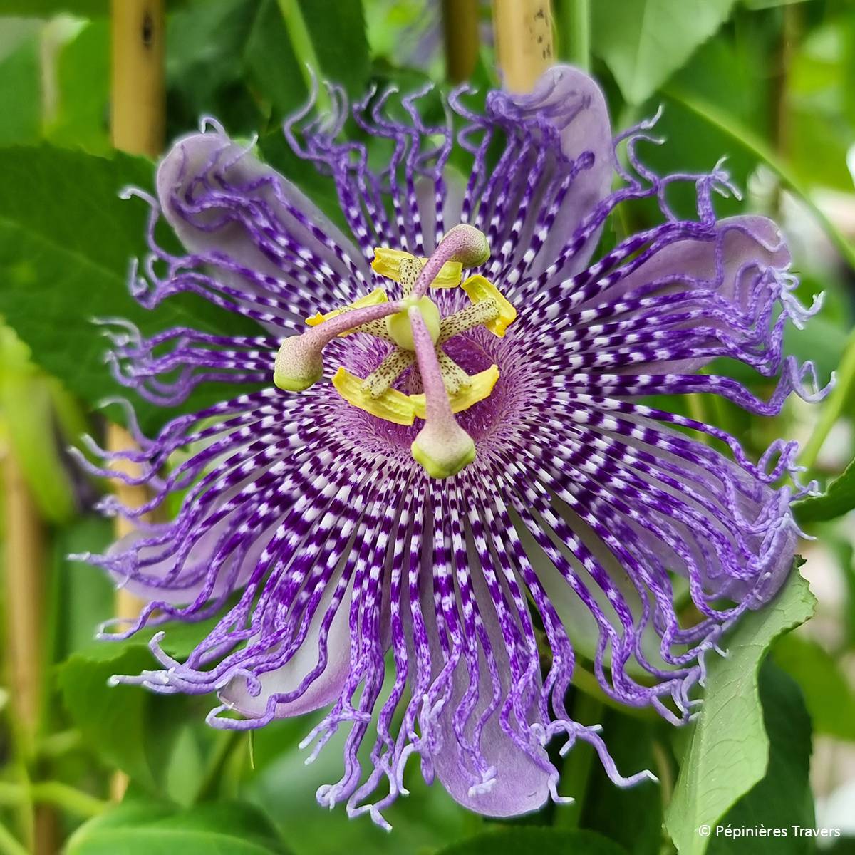 Promesse de Fleurs - Passiflore Fata Confetto - Passiflora x incarnata Pot de 1,5L/2L
