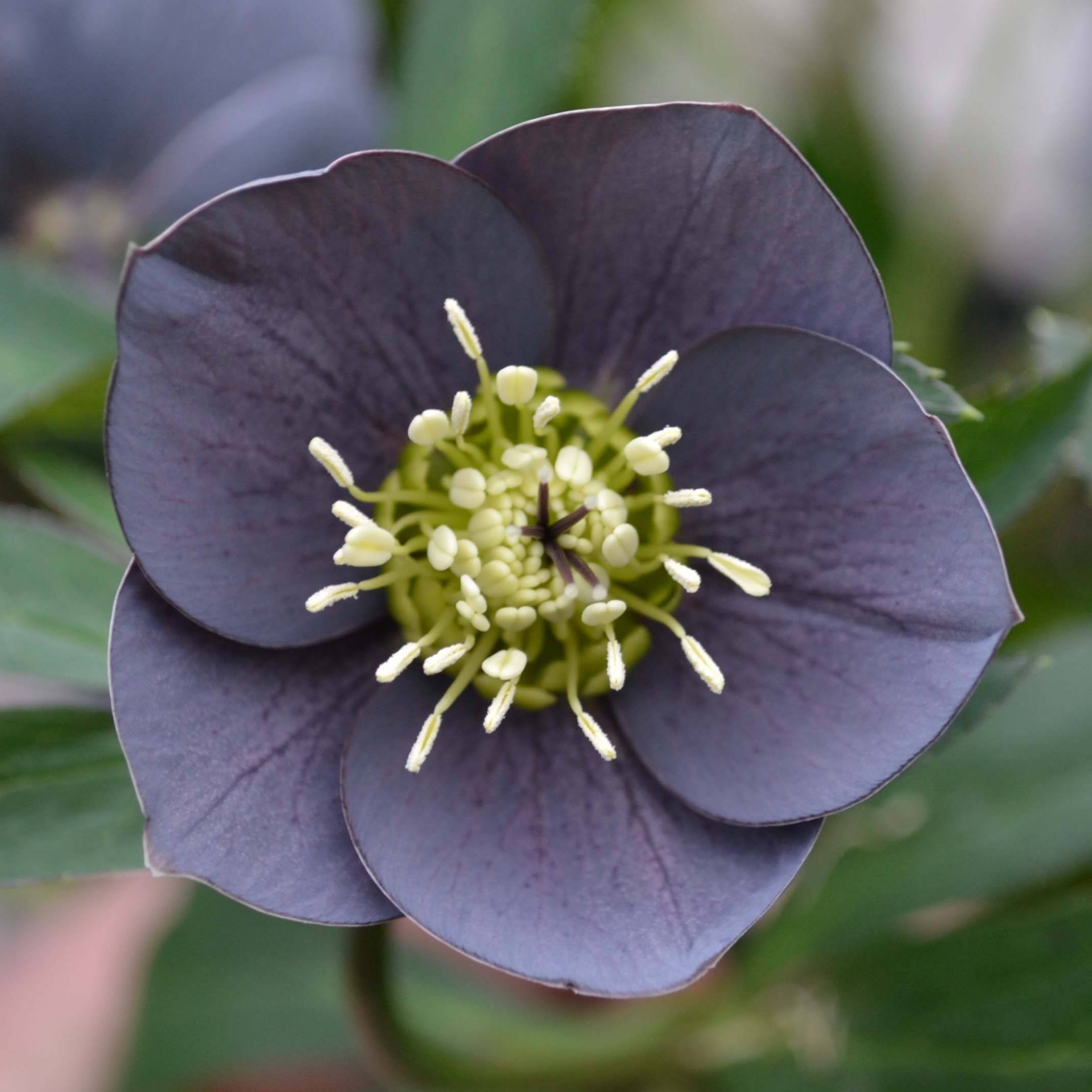 Promesse de Fleurs - Hellébore orientale Slaty Blue Pot de 2L/3L