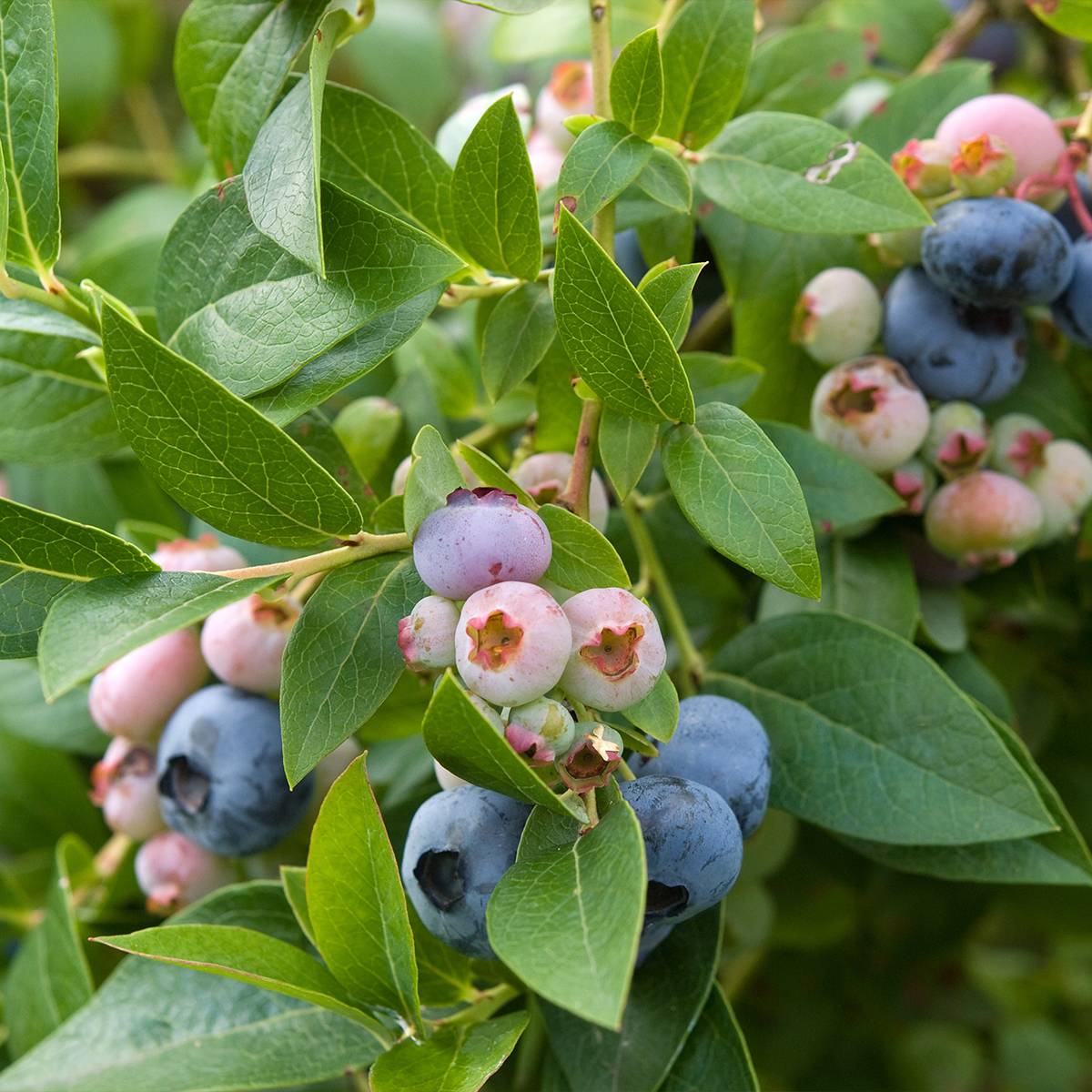 Myrtille d'Amérique - Vaccinium corymbosum Spartan Pot de 2L/3L