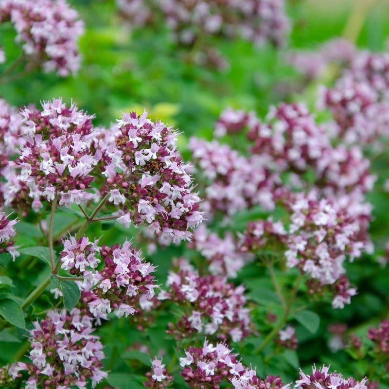 Origan Rosenkuppel à fleurs Rose - feuillage Caduc - Godet - 5/20 cm-  hauteur à maturité De 0,15 m à 0,50 m - Imagen 1