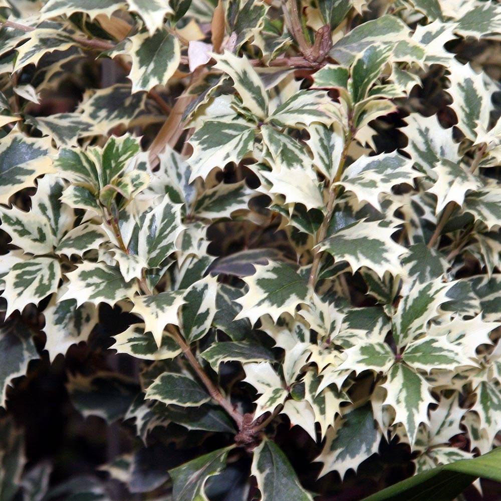 Promesse de Fleurs - Osmanthus heterophyllus Variegatus - Osmanthe panaché Godet de 8/9 cm