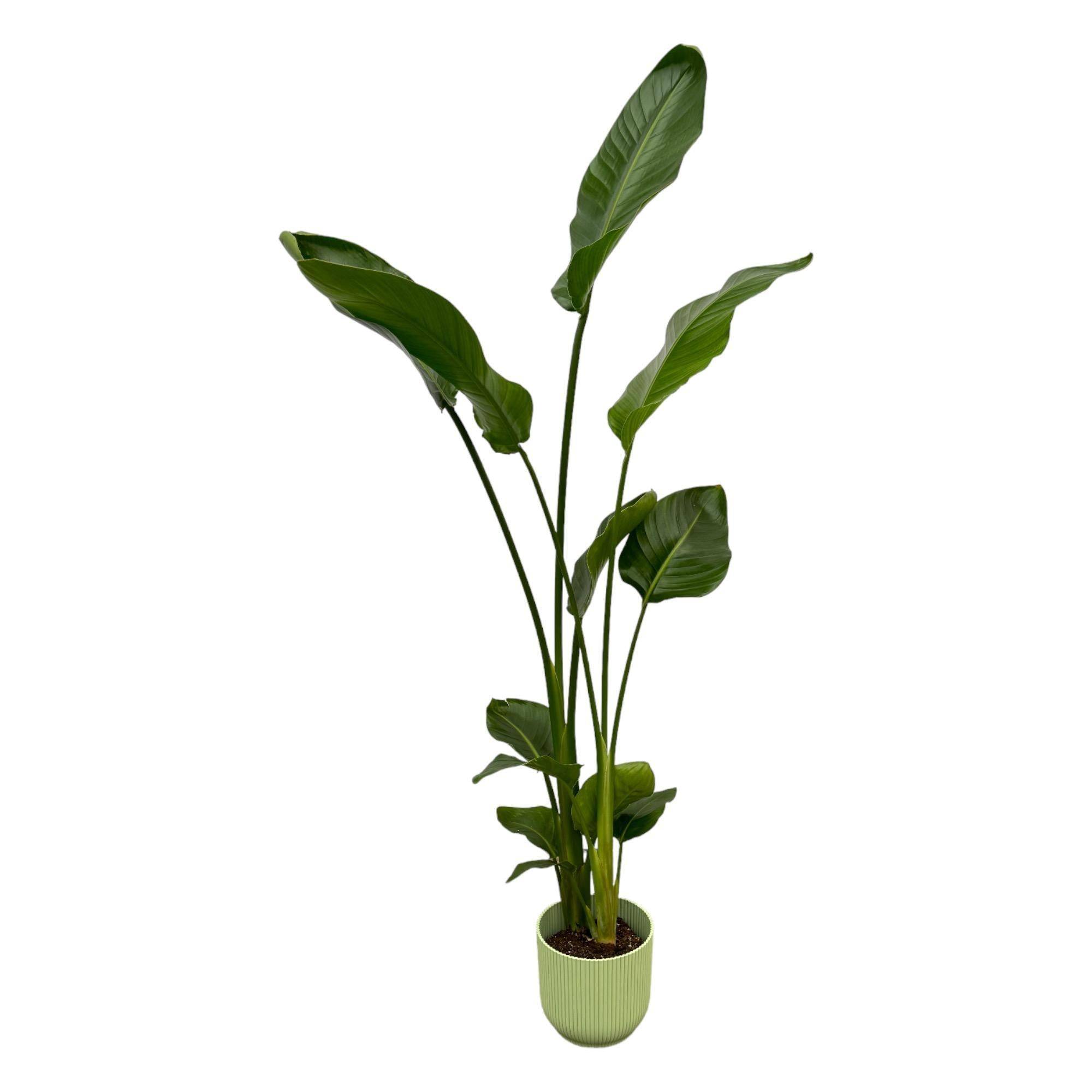 Strelitzia Nicolai 100cm et son pot- La Green Touch Vert 18cm - Hauteur 100cm