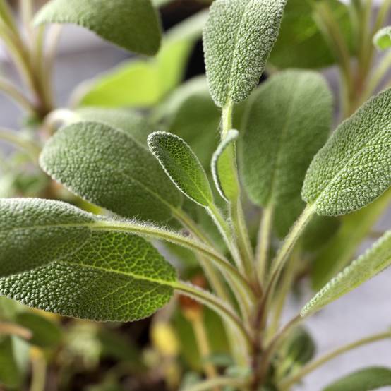 Promesse de Fleurs - Graines de sauge officinale - Salvia officinalis le sachet de 100 graines environ (1g)