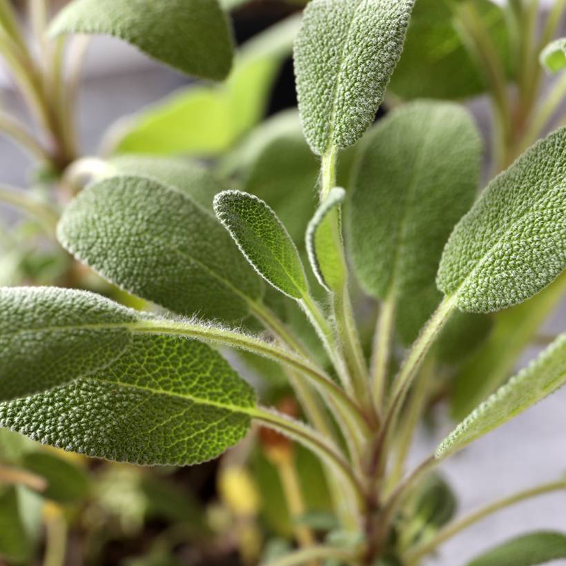 Promesse de Fleurs - Graines de sauge officinale - Salvia officinalis le sachet de 100 graines environ (1g)