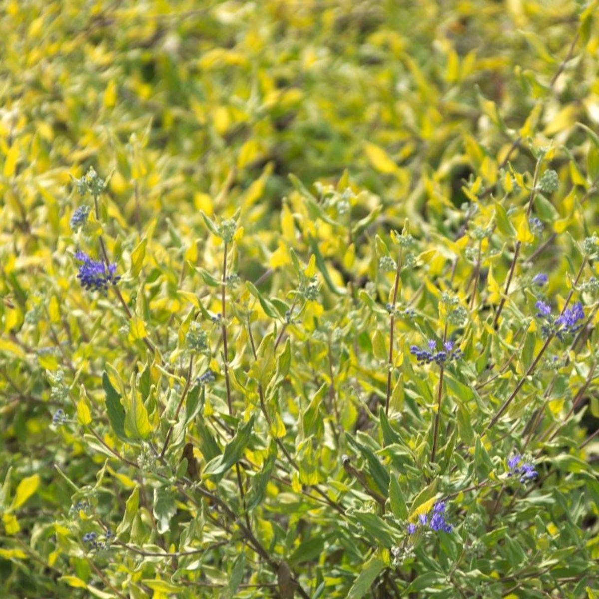 Caryopteris Worcester Gold à fleurs Bleue - feuillage Caduc - Pot de 3L - 20/40 cm-  hauteur à maturité De 1,00 m à 1,50 mm - Imagen 1