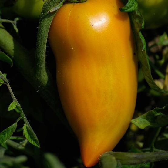 Tomate Poivron jaune Bio - Ferme de Sainte Marthe le sachet de 50 graines environ