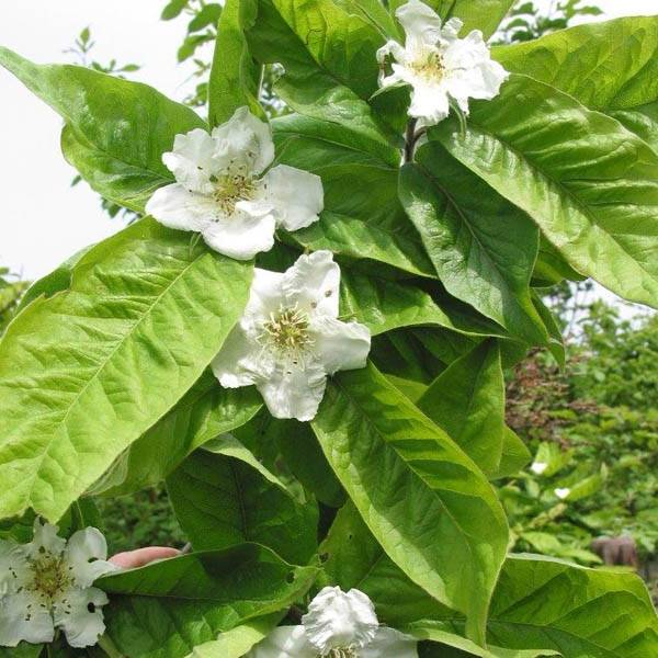 Promesse de Fleurs - Néflier - Mespilus germanica Pot de 4L/5L - Image 1