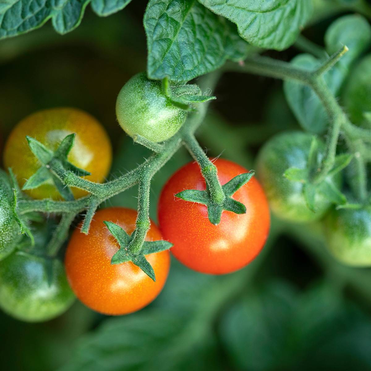 Tomate cerise le sachet de 500 graines environ (1g) - Image 2