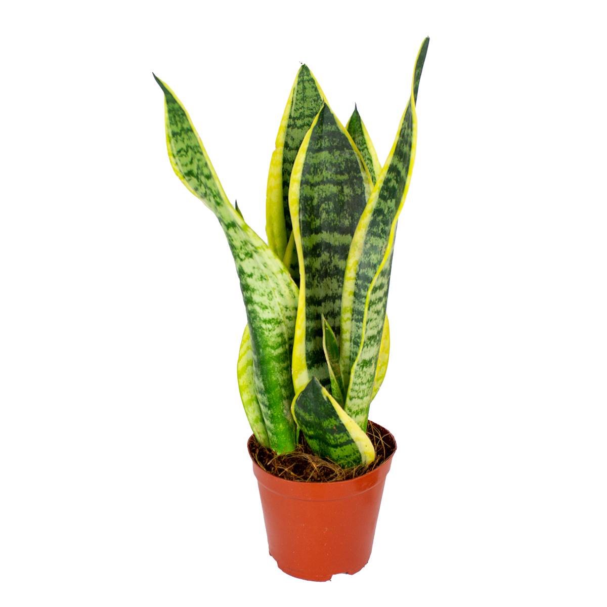 Sansevieria Superba - Langue de belle-mère - Plantes d’intérieur - H. 20-30 cm - P. 12 cm - Image 1