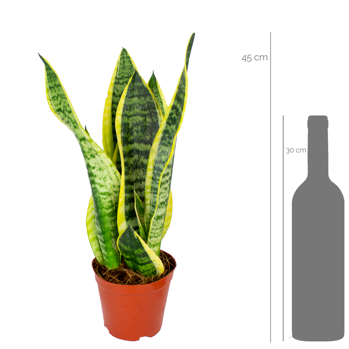 Sansevieria Superba - Langue de belle-mère - Plantes d’intérieur - H. 20-30 cm - P. 12 cm - Image 2