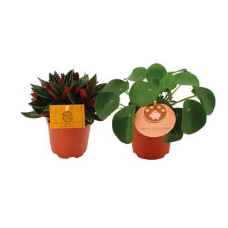 Peperomia Duo Rosso/pilea Peperomioides - H15cm