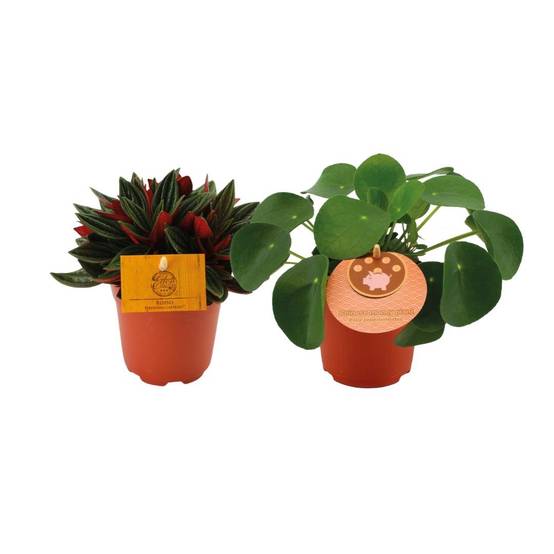 Peperomia Duo Rosso/pilea Peperomioides - H15cm