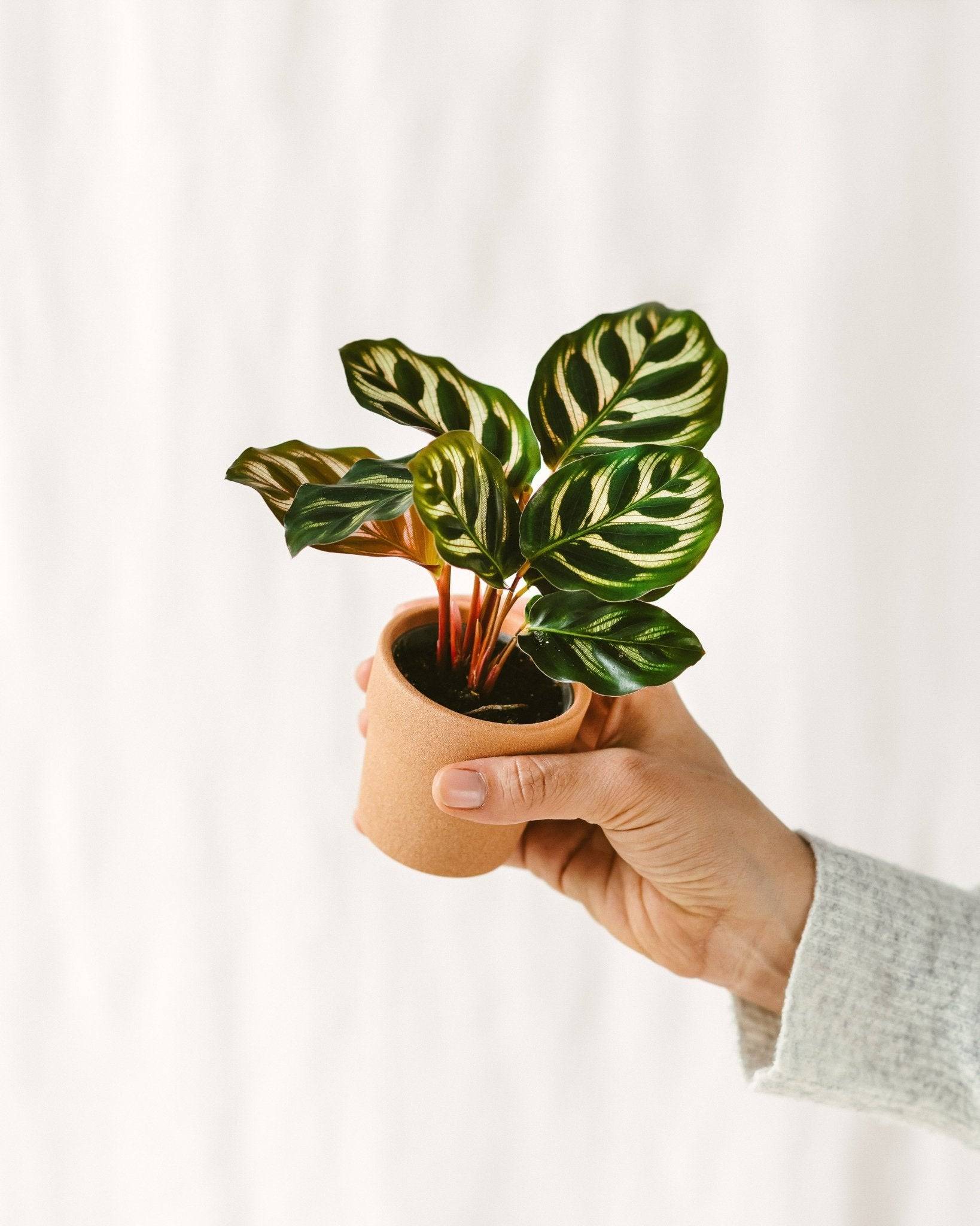 La Green Touch - Coffret baby plantes 27cm - Plante d'intérieur- La Green Touch - Imagen 3