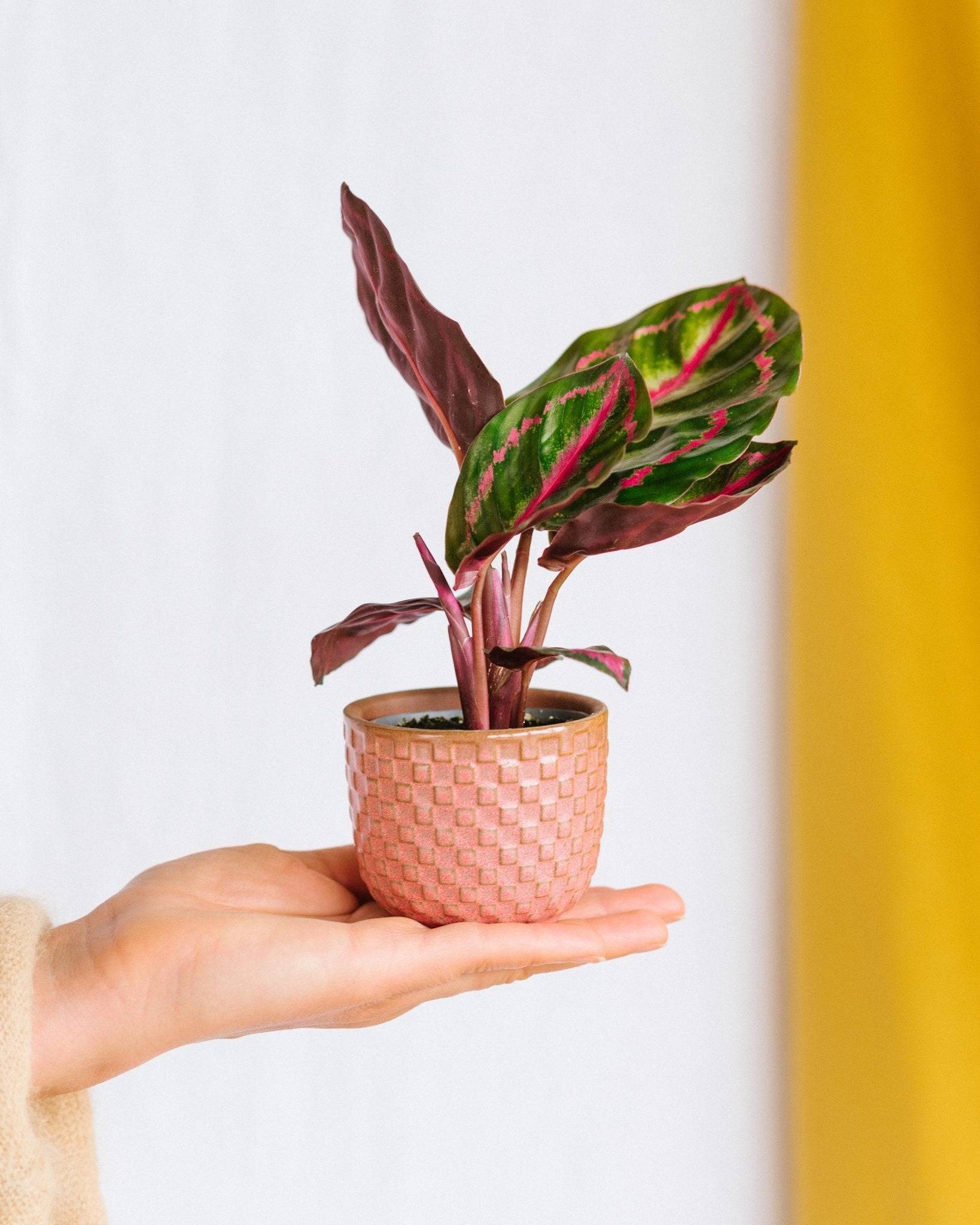 La Green Touch - Coffret baby plantes 27cm - Plante d'intérieur- La Green Touch - Imagen 5