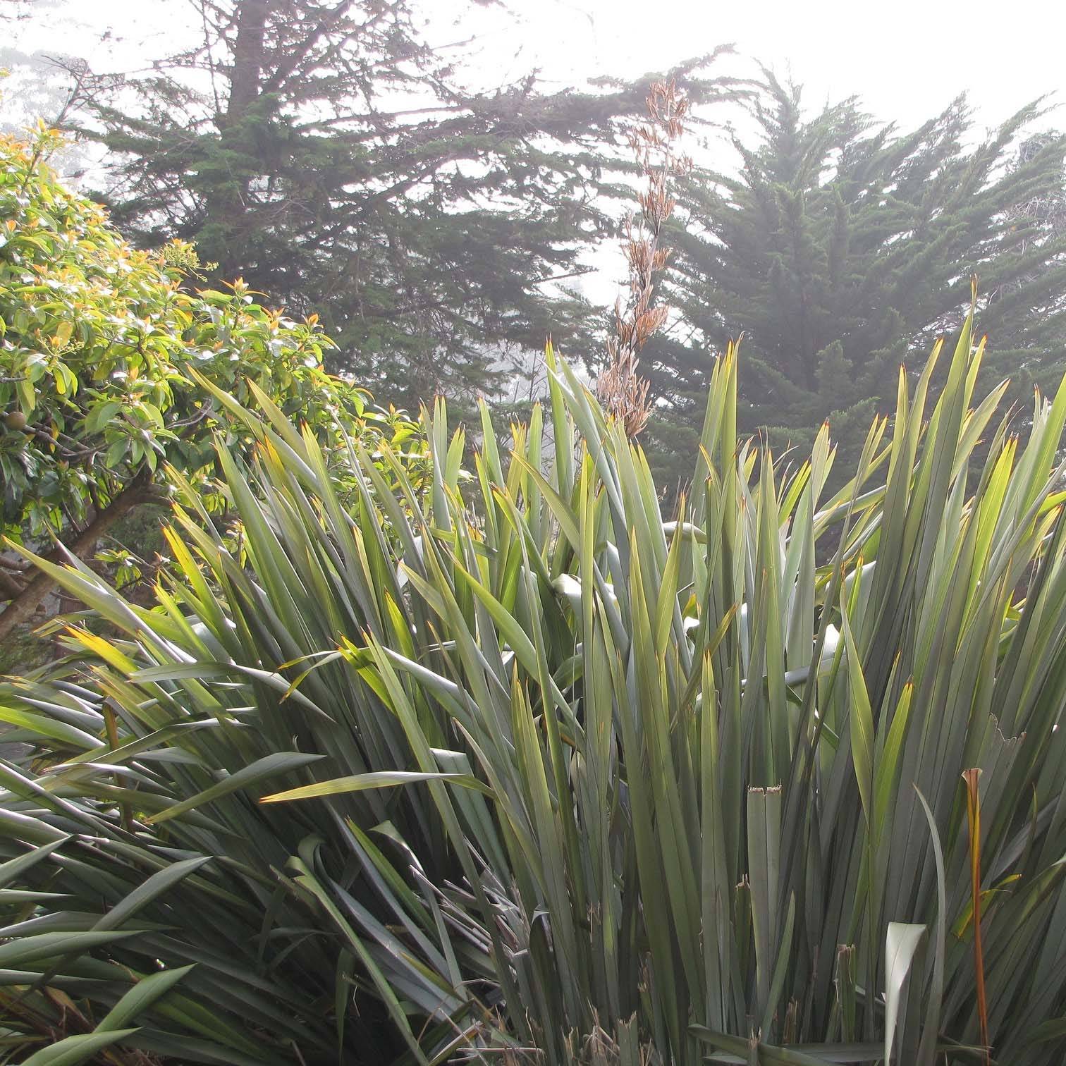 Promesse de Fleurs - Phormium tenax - Lin de Nouvelle-Zélande Pot de 7,5L/10L