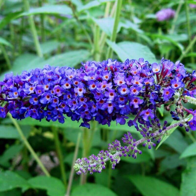 Collection 6 Arbres à Papillons (Buddleia Davidii) - Godet - Taille 20/40cm - Pépinières Naudet - Imagen 3