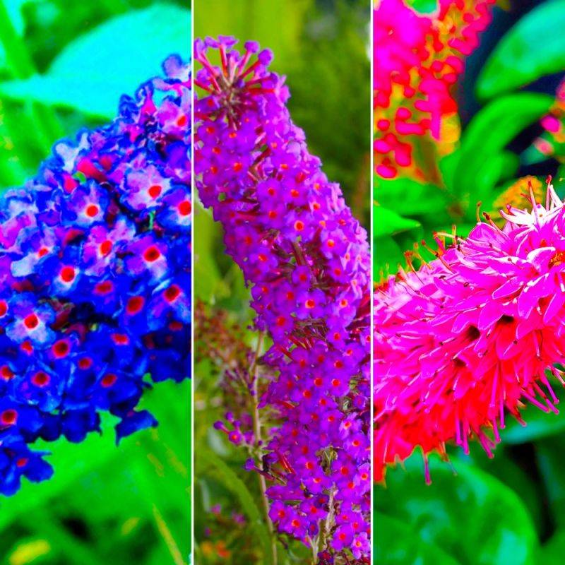 Collection 6 Arbres à Papillons (Buddleia Davidii) - Godet - Taille 20/40cm - Pépinières Naudet - Imagen 2