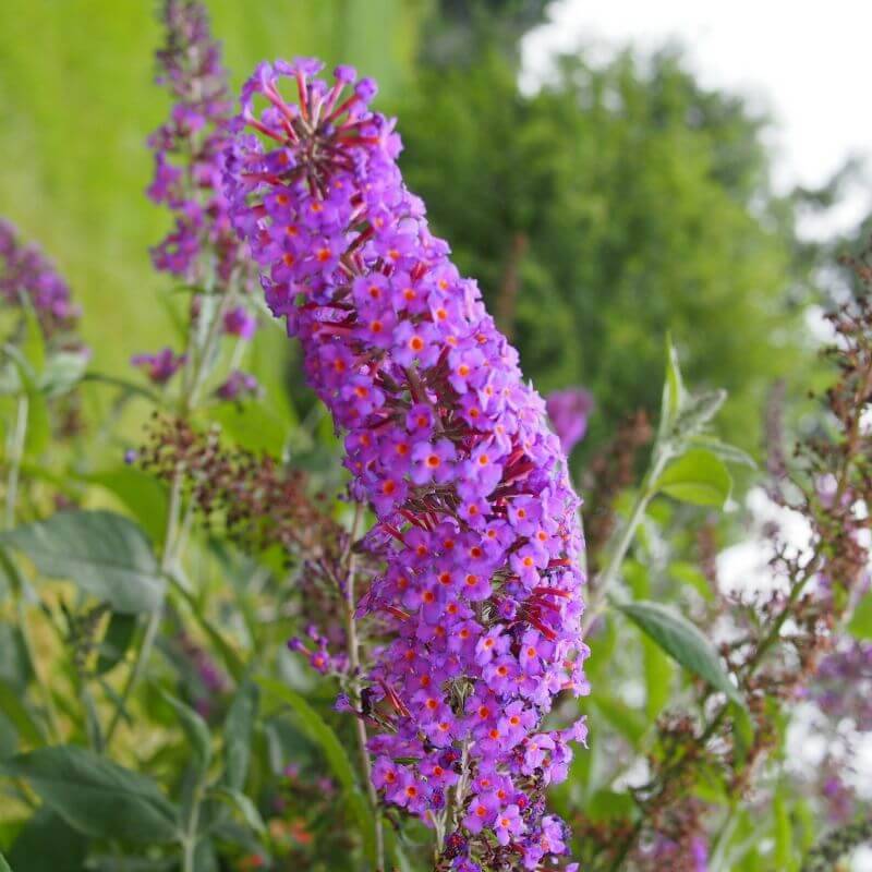 Collection 6 Arbres à Papillons (Buddleia Davidii) - Godet - Taille 20/40cm - Pépinières Naudet - Imagen 4