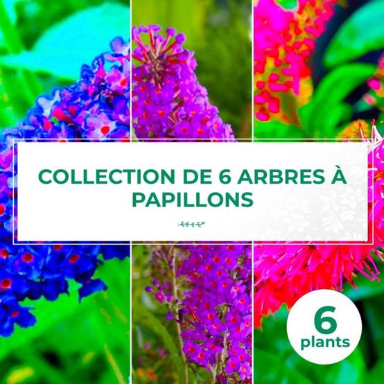 Collection 6 Arbres à Papillons (Buddleia Davidii) - Godet - Taille 20/40cm - Pépinières Naudet - Image 1